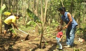 MDG Salvadorans plant seedlings in a forest